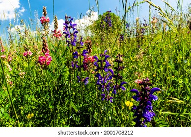 草地天空卡通stock Photos Images Photography Shutterstock