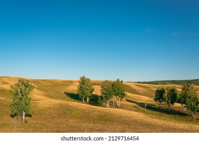 Hills With Tall Yellow Grass And Trees.