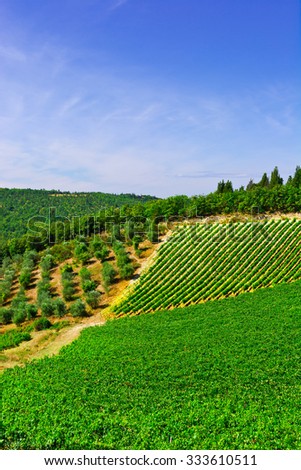 Similar – Image, Stock Photo Olive trees in rows and vineyards in Italy. Olive and wine