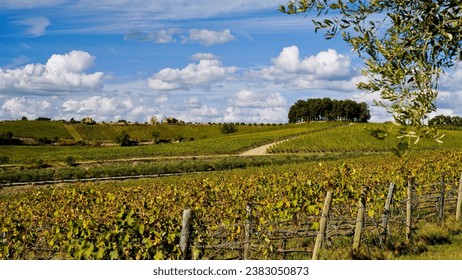 The hills and vineyards around Castello di Brolio on the Eroica route. Autumn landscape. Chianti, Tuscany. Italy
