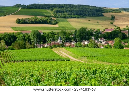 Hills with vineyards in Urville, champagne vineyards in Cote des Bar, Aube, south of Champange, France