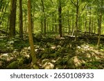 Hillsborough, NJ 07-04-2025 Sourland Mountain Preserve