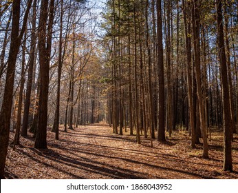 Hillsborough, North Carolina USA-12 04 2020: The Speedway Dirt Track At Occoneechee Speedway Is Overgrown By Trees Since It Closed In 1968.