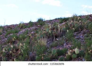 Hillside With Cactus