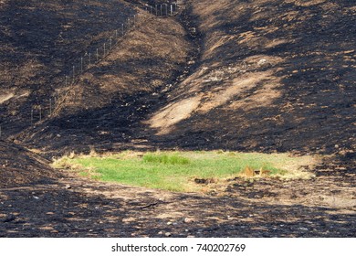 Hillside charred by the wild fire that raged through Napa and Sonoma counties in California, fence along left side and a small patch of green grass spared from the inferno