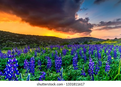 Hillside Field Of Lupin Flowers At Sunset, Valley Of Elah, Israel