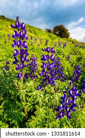 Hillside Field Of Lupin Flowers, Valley Of Elah, Israel