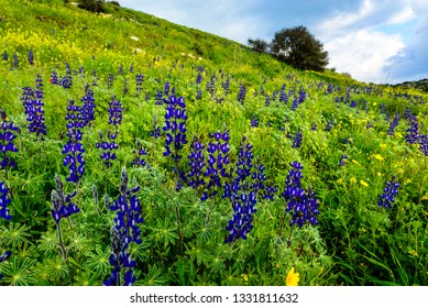 Hillside Field Of Lupin Flowers, Valley Of Elah, Israel