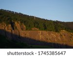 Hillside landscape with pine trees