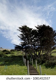 Hillside Stairs Leading Upwards With Tree Along Path At China Beach In San Francisco.