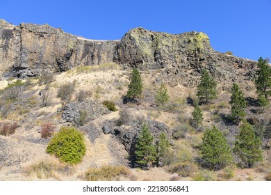 Hillside Of Trees Dot Basalt Cliff Face In Central Washington