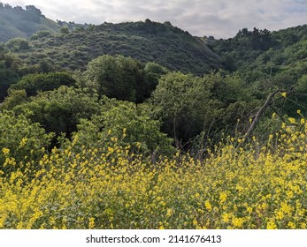 Hillside View On A Sunny Day In Spring 