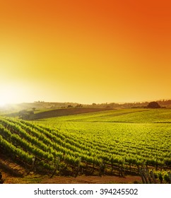 Hillside Vineyard At Sunset