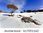 Hillslops of Snowy Mountains national park skiing resorts in Australia, NSW. Snowgum eucalyptus tree with roots on a rocky boulder between snow covered field on a sunny winter day.