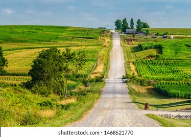 Hilly country road between fields of corn (maize) in southeastern Iowa, USA, on a summer morning, for rural, agricultural, and regional themes
