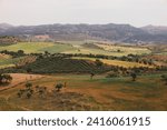 Hilly countryside in the mediterranean with olive trees and fields