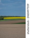 Hilly cropfields with canola, Denmark