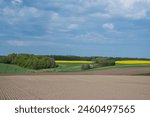 Hilly cropfields with canola, Denmark