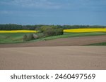 Hilly cropfields with canola, Denmark