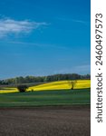 Hilly cropfields with canola, Denmark