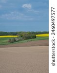 Hilly cropfields with canola, Denmark