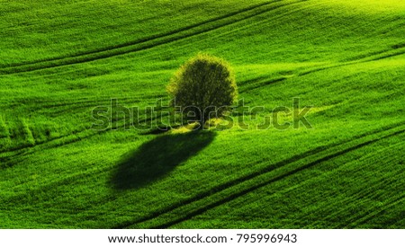 Similar – Baum von oben Natur