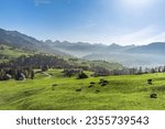 Hilly mountain landscape in the Toggenburg with farms and grazing cows, view to the Churfirsten mountain range, Ennetbuehl, Canton St. Gallen, Switzerland