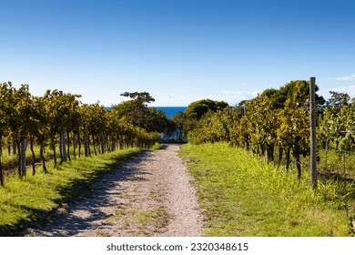 The hilly road in the middle of vineyards in Istria, Slovenia