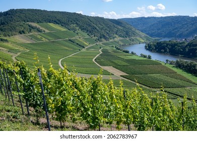 Hilly Vineyards With Ripening White Riesling Grapes In Mosel River Valley, Germany