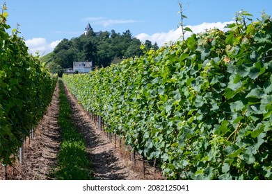 Hilly Vineyards With Ripening White Riesling Grapes In Mosel River Valley, Germany