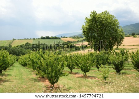 HILT landscape in southern Europe with fields of ochre cornfields and fruit plantations with apricot trees and olive trees on a green meadow in front of a blue early summer sky. At the foot of the Pai