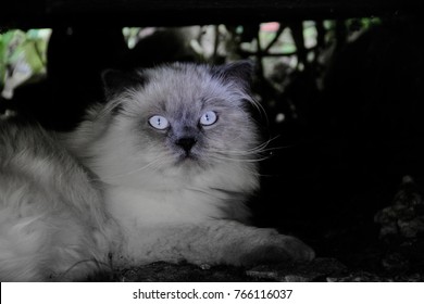 Himalaya Cat Suprised, Dark Background, Bright Light