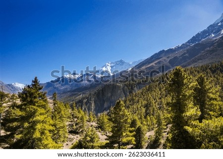 Himalaya mountains in autumn. Green pine forest and  Annapurna II on the horizon. Chongkor viewpoint near Manang village, a place for acclimatisation on Annapurna circuit trekking, Nepal.