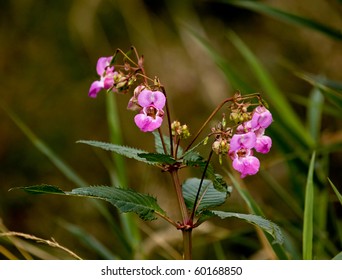 Himalayan Balsam