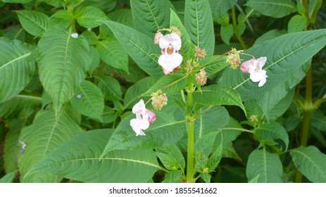 104 Himalaya spider Images, Stock Photos & Vectors | Shutterstock