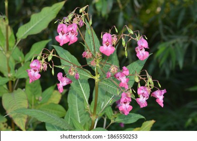 104 Himalaya spider Images, Stock Photos & Vectors | Shutterstock