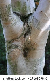 Himalayan Birch - White Tree Trunk