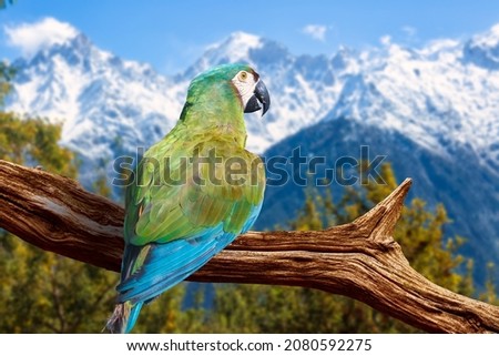 Himalayan bird perched on a tree branch with scenic mountain landscape at Kalpa Himachal Pradesh, India