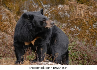 A Himalayan Black Bear Standing