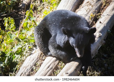 Himalayan Black Bear, Ursus Thibetanus Laniger, Sikkim, India