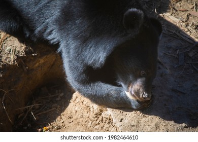 Himalayan Black Bear, Ursus Thibetanus Laniger, Sikkim, India