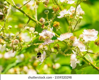 Himalayan blackberry (Rubus armeniacus) is a species of Rubus native to Armenia and Northern Iran, and widely naturalised elsewhere. - Shutterstock ID 1559320298