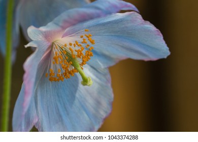 764 Himalayan blue poppy Images, Stock Photos & Vectors | Shutterstock