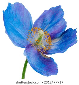 Himalayan blue poppy flowers white background