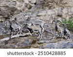 The Himalayan blue sheep, or bharal, gracefully roam the high mountains, blending in with the rocky landscape, symbolising nature