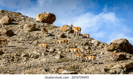 Himalayan Blue Sheep, Ladakh Urial On The Ridge In Ladakh, India. Wildlife Of Ladakh