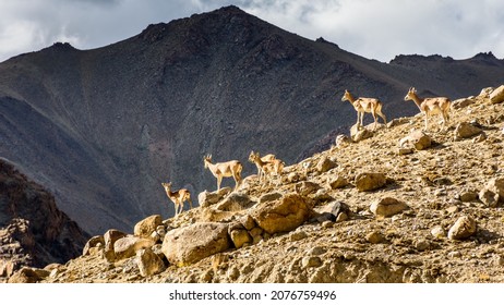 Himalayan Blue Sheep, Ladakh Urial On The Ridge In Ladakh, India. Wildlife Of Ladakh