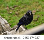 The Himalayan blue whistling thrush