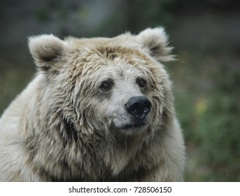 The Himalayan brown bear (Ursus arctos isabellinus) in the zoo.