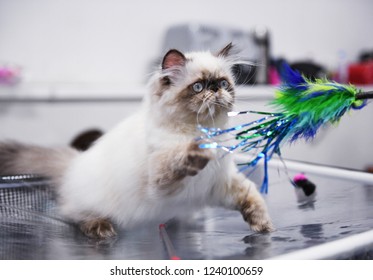 A Himalayan Cat